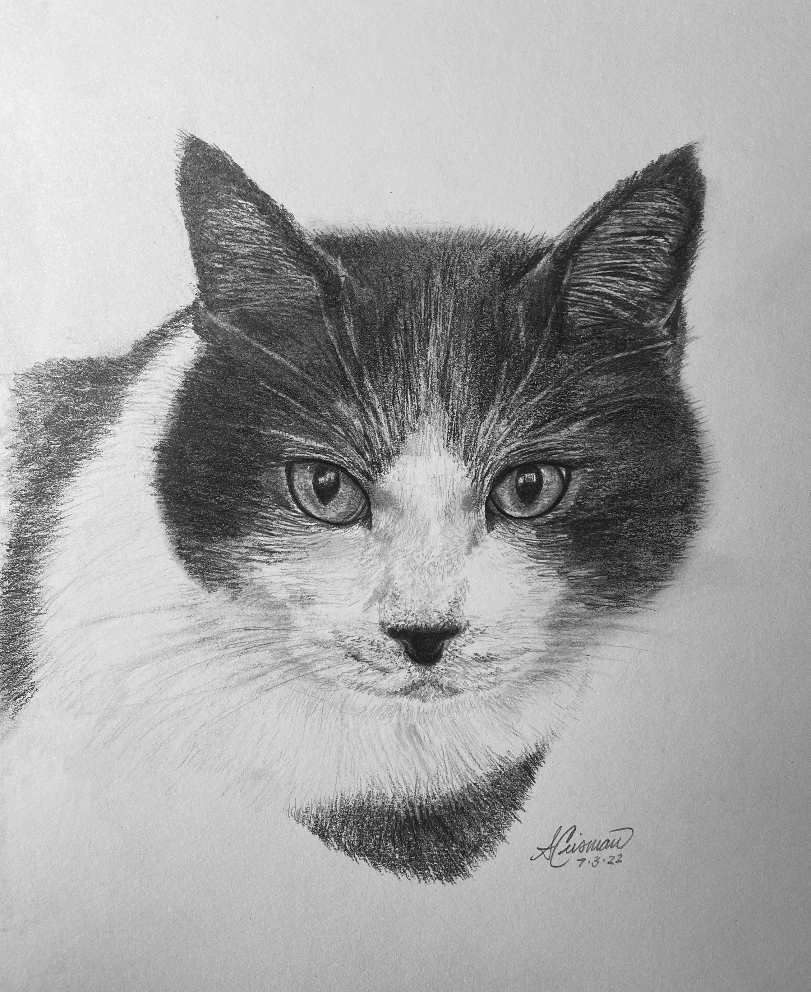 Jose - Cat Portrait