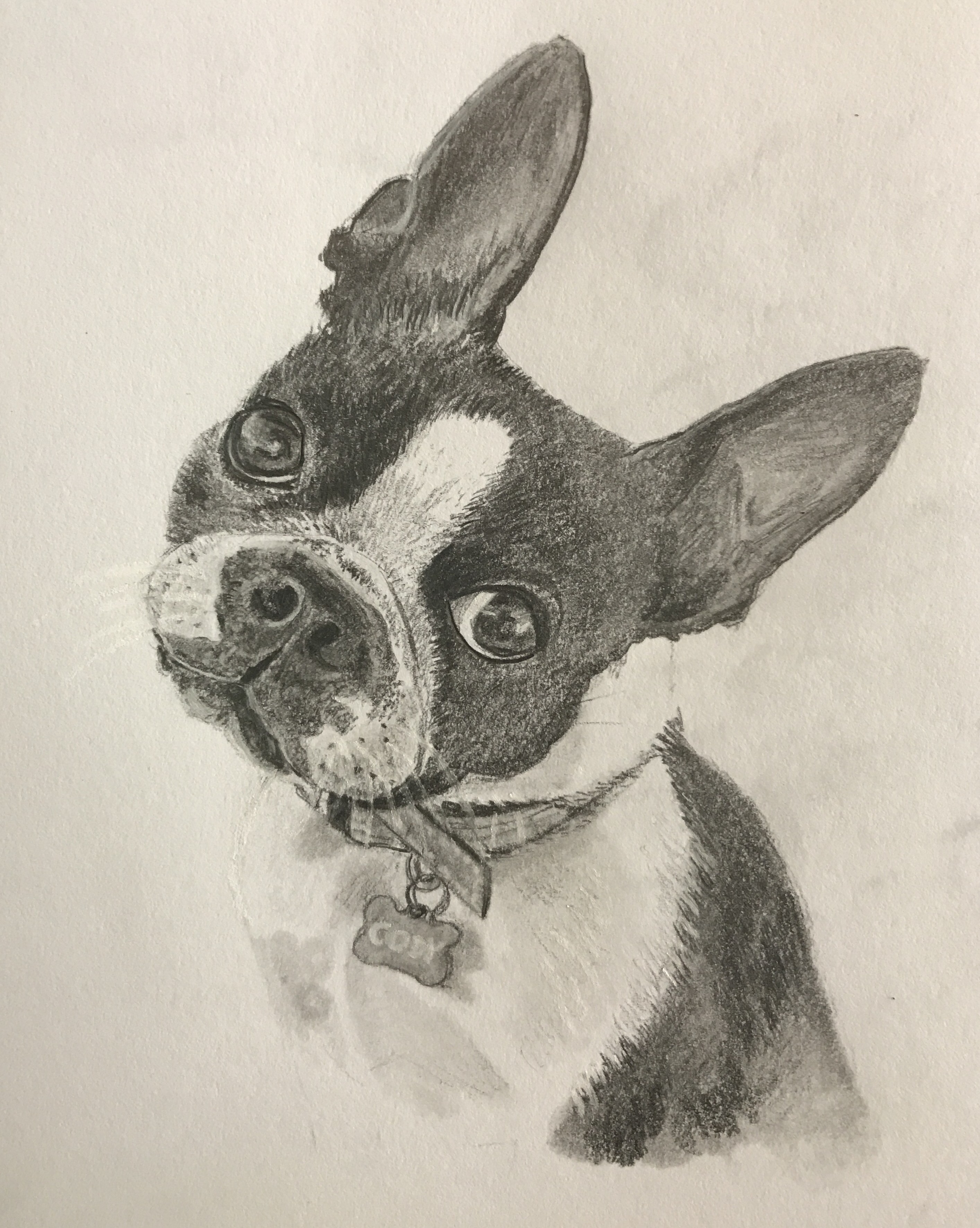 Cody - Dog Portrait