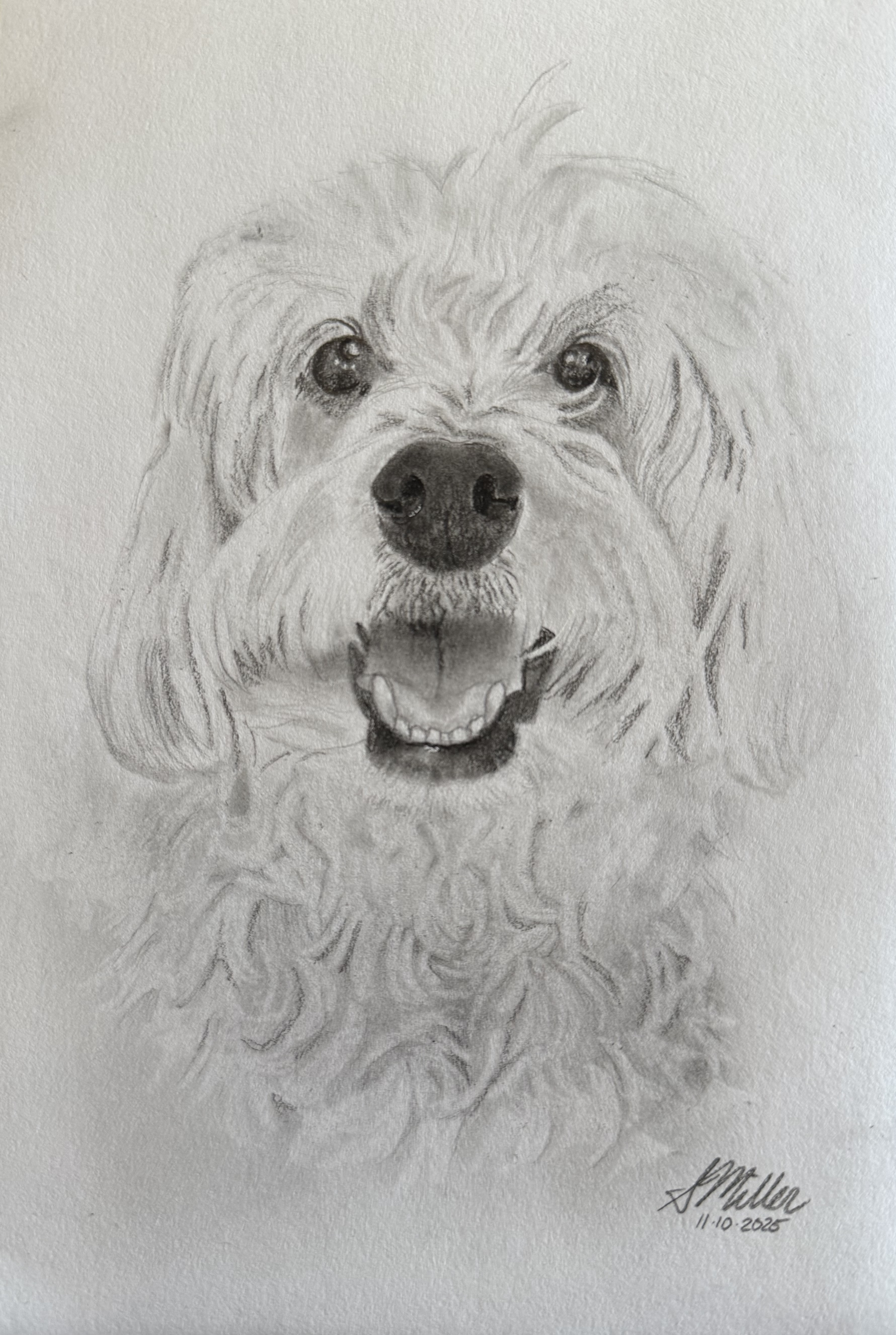 Dexter - Dog Portrait