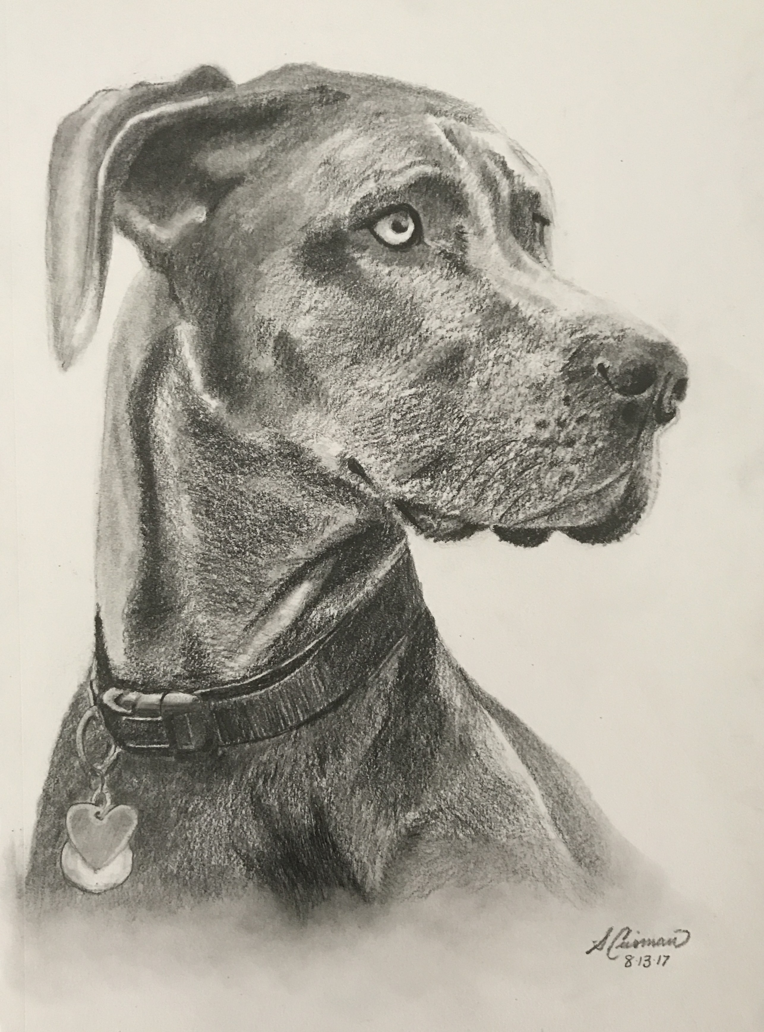 Drayce - Dog Portrait