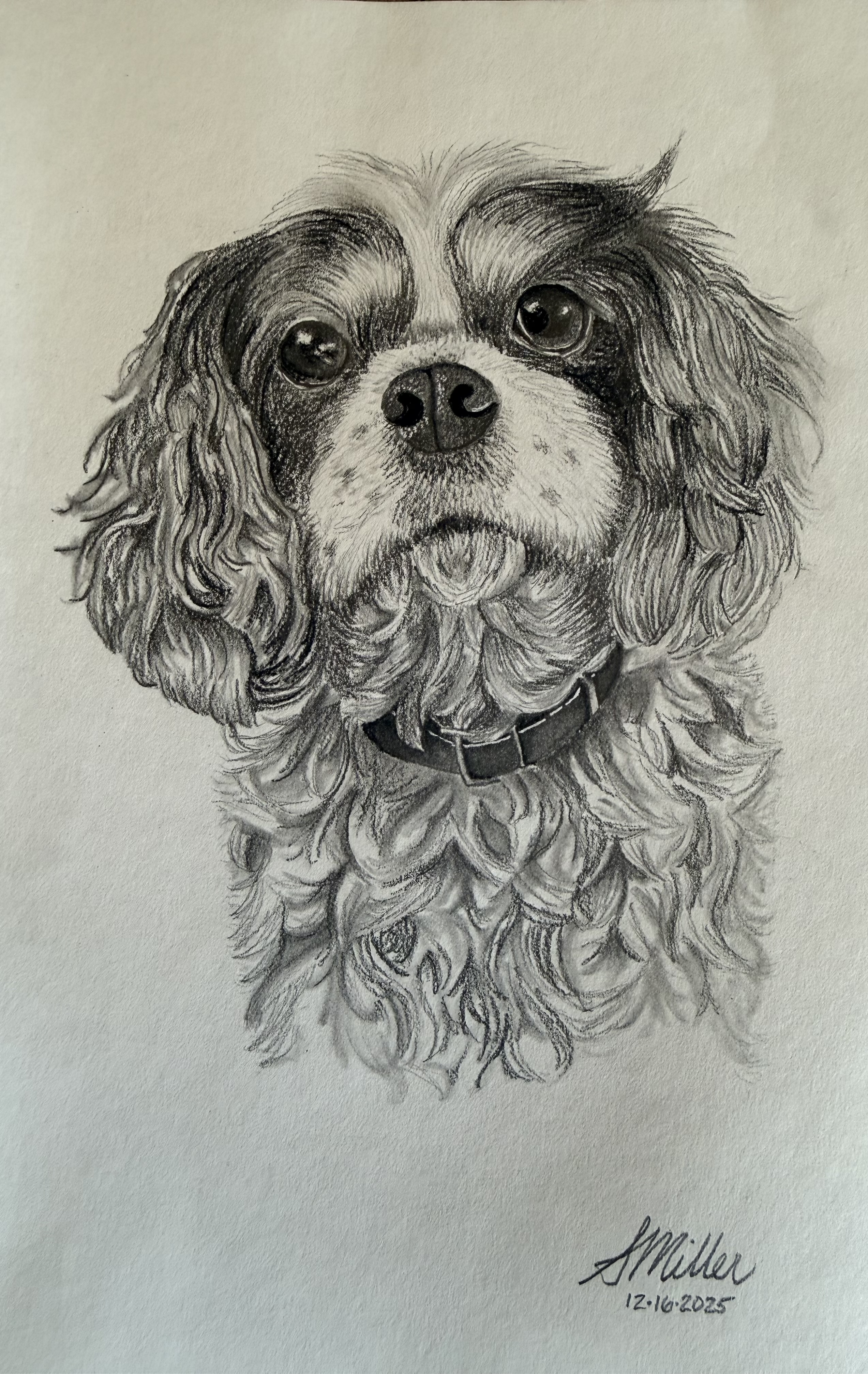 Gatsby - Dog Portrait