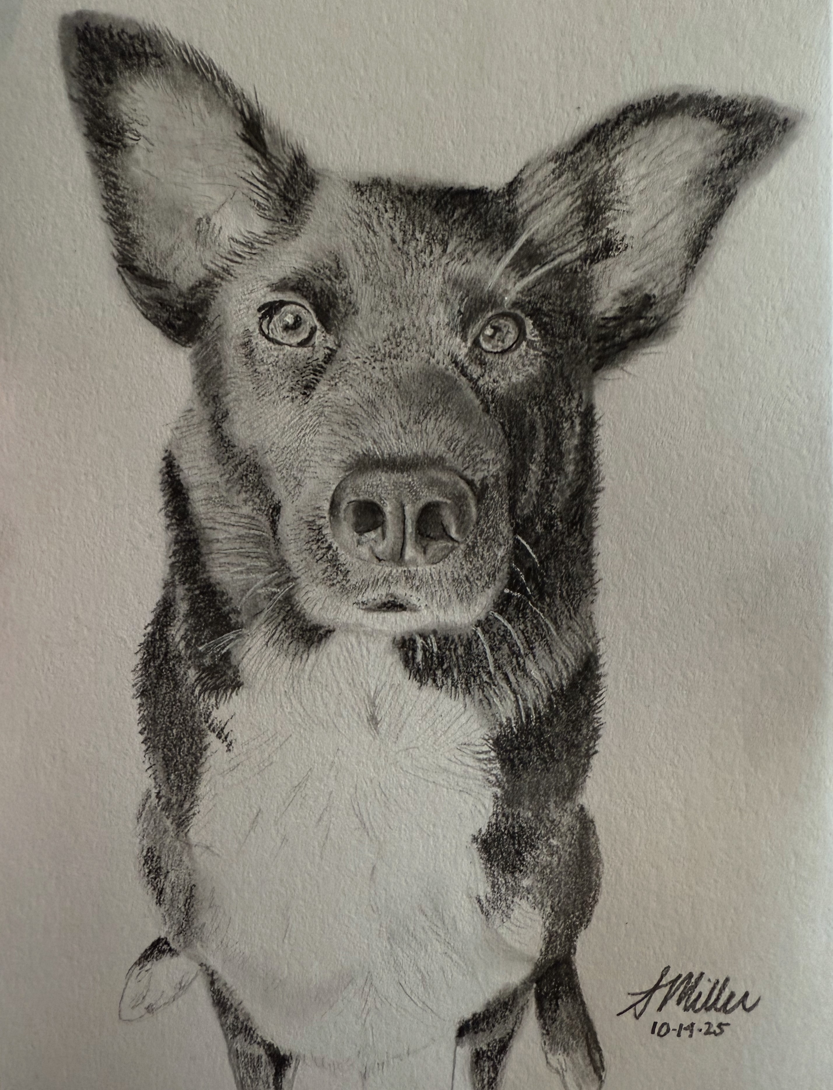 Louie - Dog Portrait