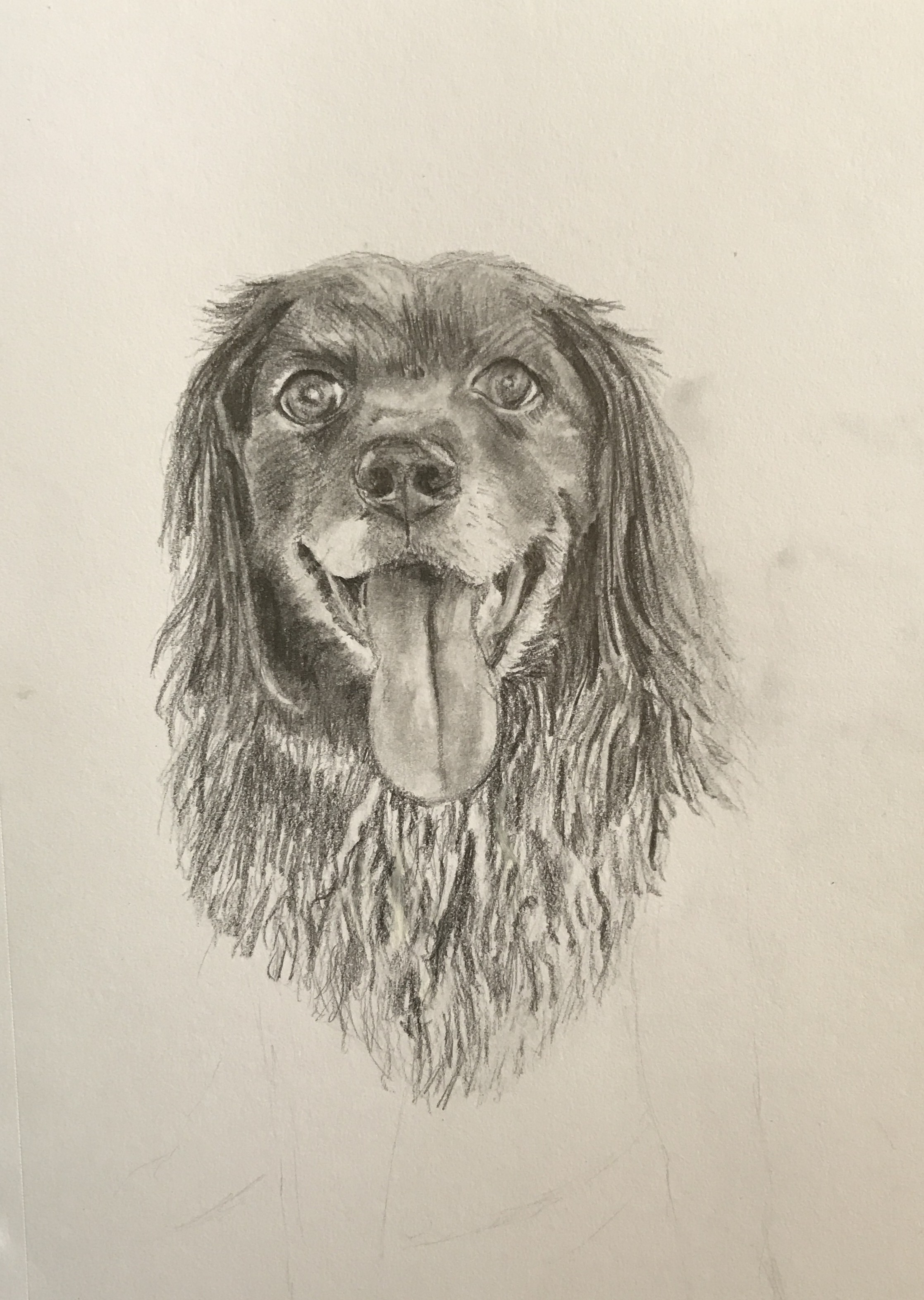Mousse - Dog Portrait