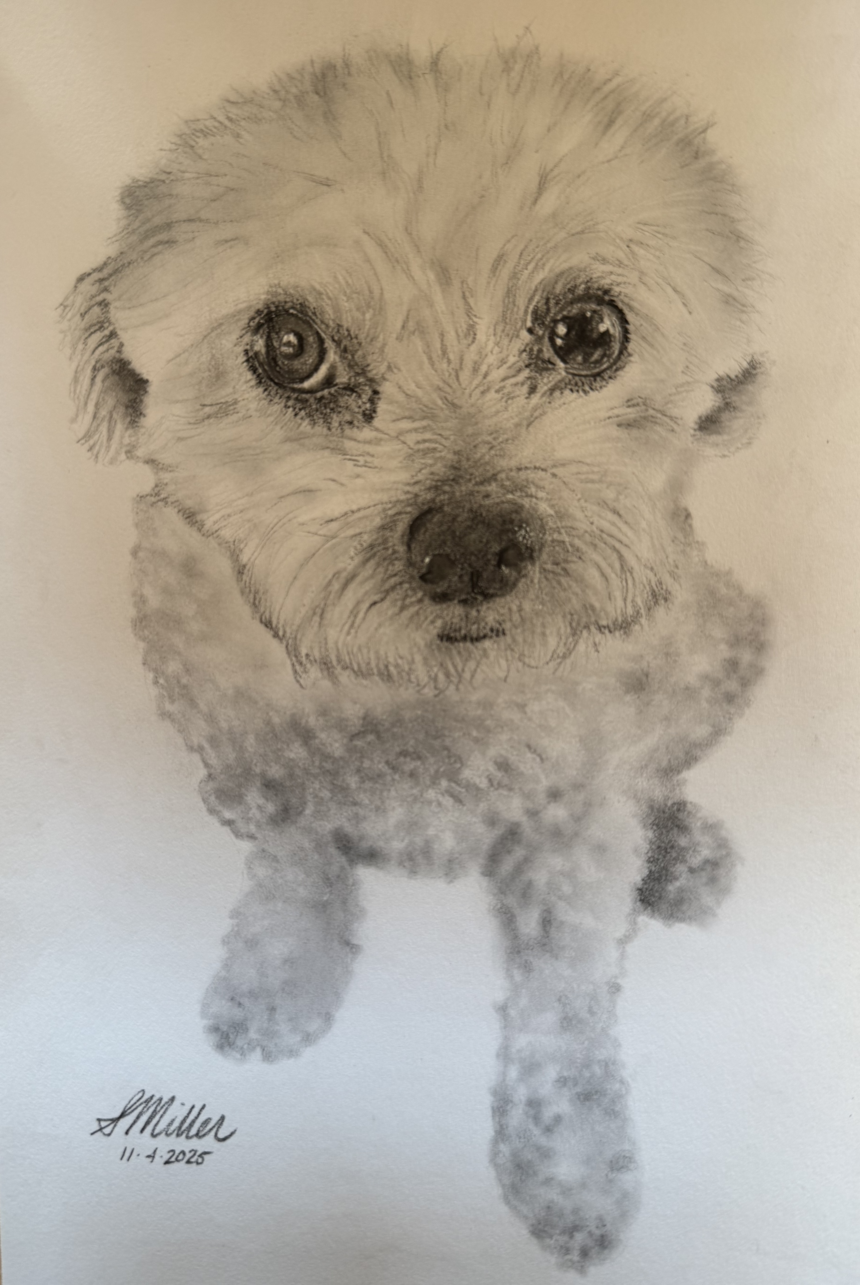 Stanley - Dog Portrait