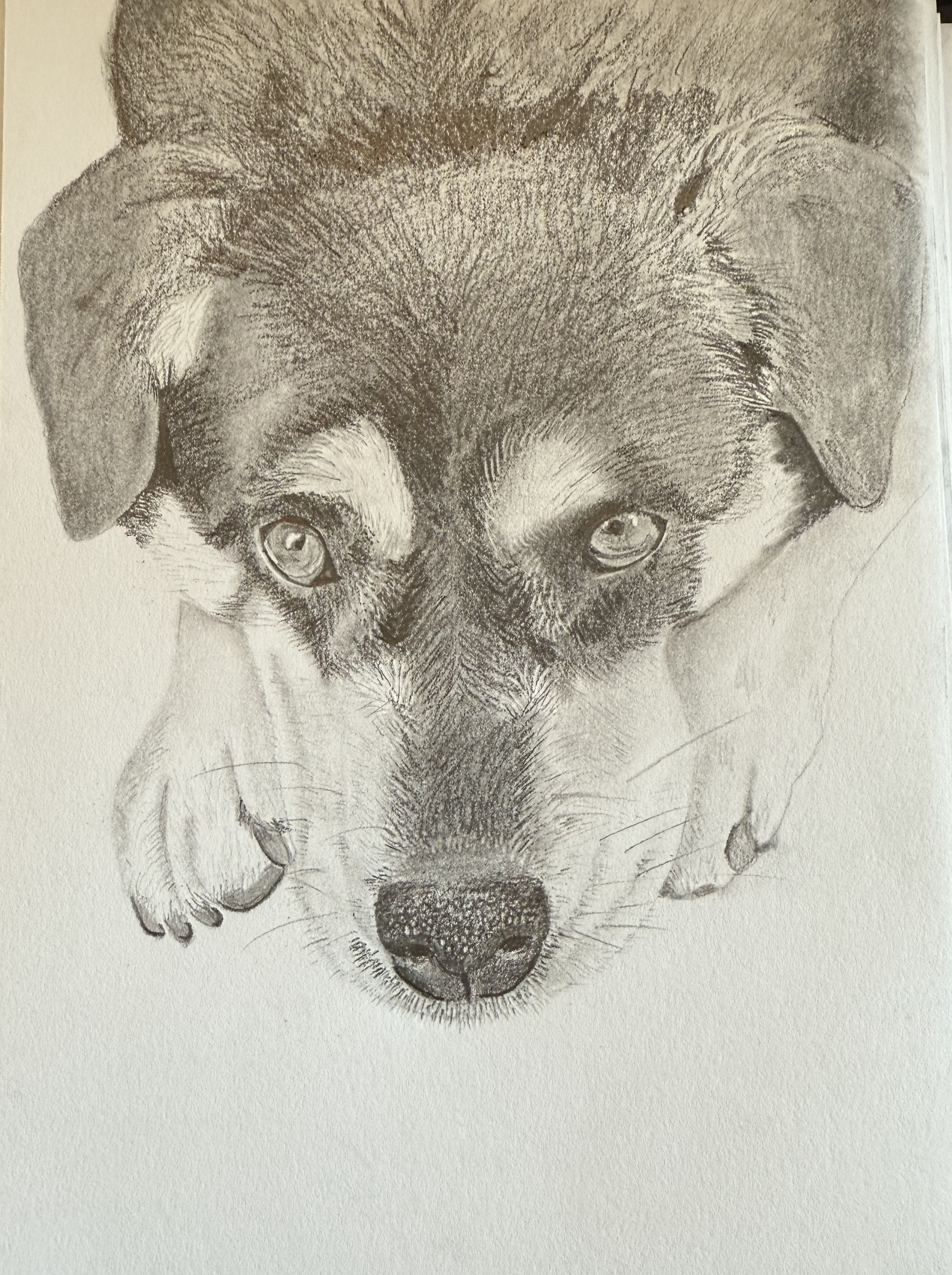 Yogi - Dog Portrait